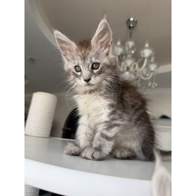 Maine Coon EZ Dofrina