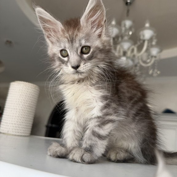 Maine Coon EZ Dofrina