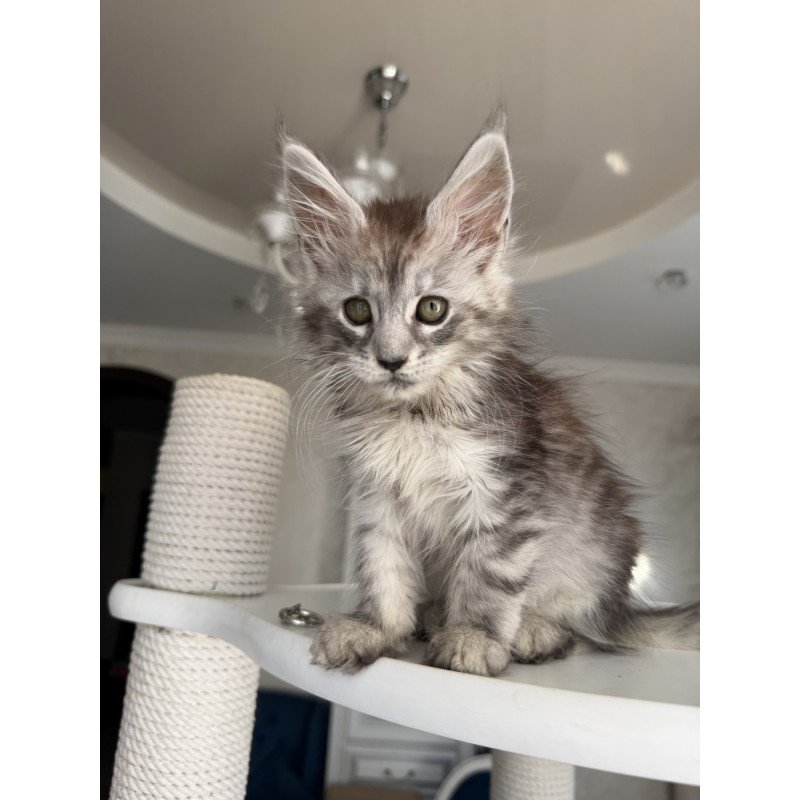 Maine Coon EZ Dofrina