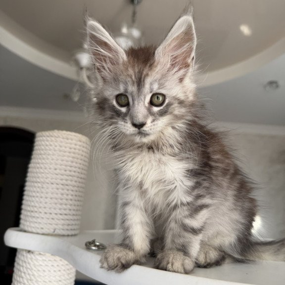 Maine Coon EZ Dofrina