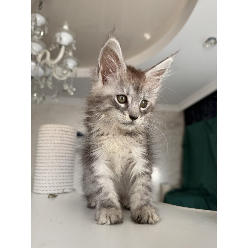 Maine Coon EZ Dofrina
