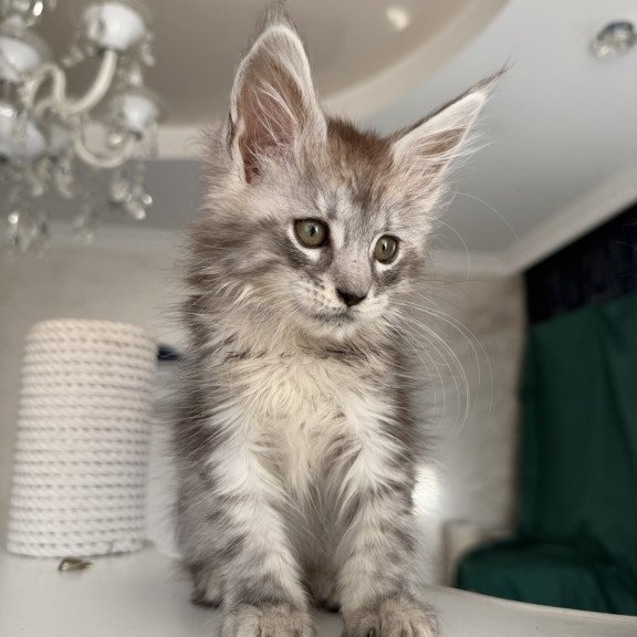 Maine Coon EZ Dofrina
