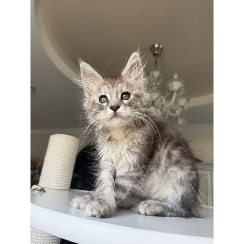Maine Coon EZ Diodora
