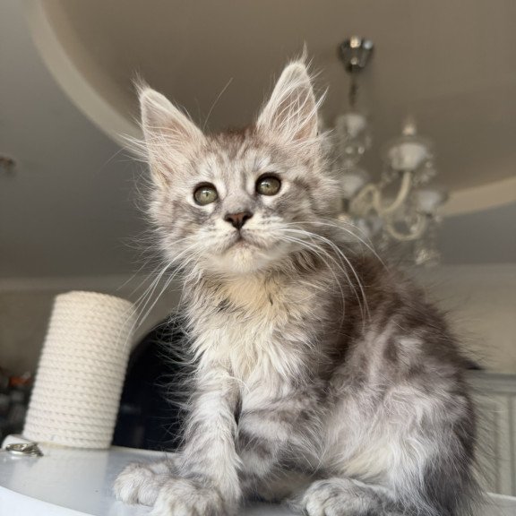 Maine Coon EZ Diodora
