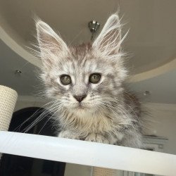 Maine Coon EZ Diodora