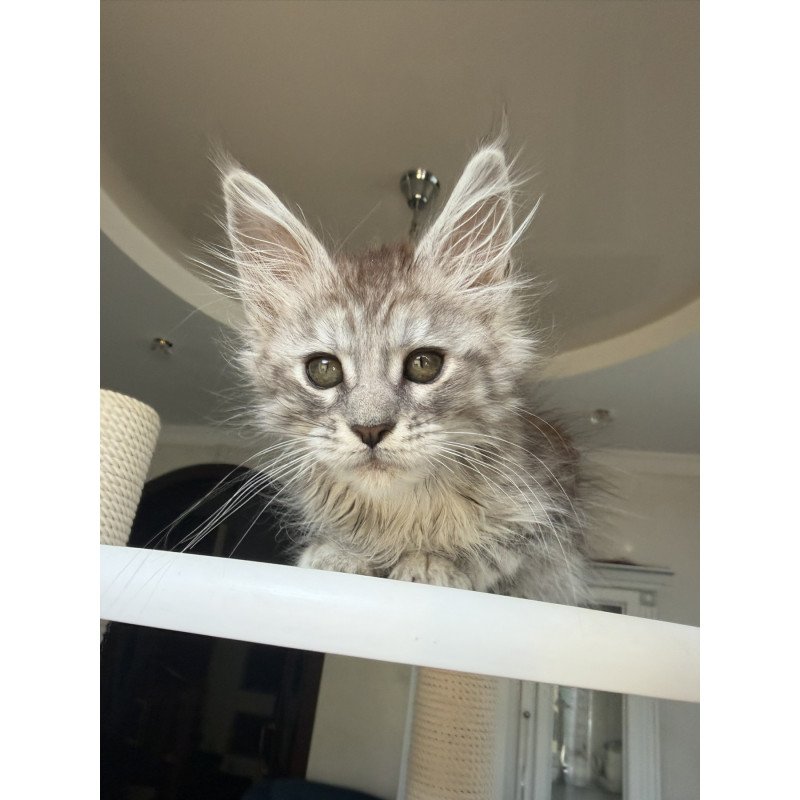 Maine Coon EZ Diodora