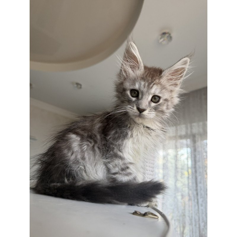 Maine Coon EZ Diodora