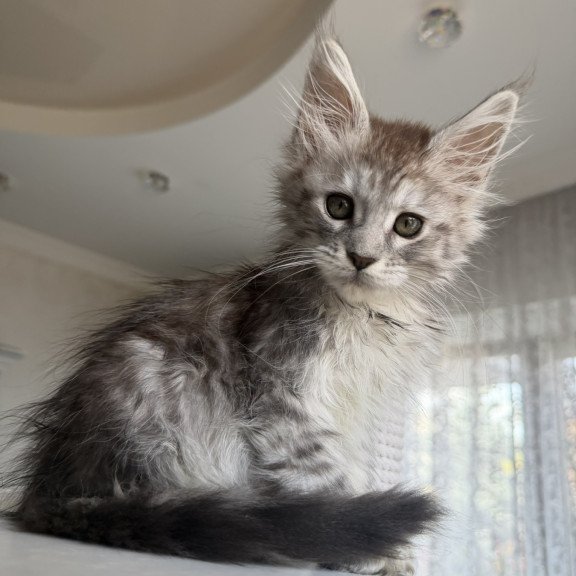 Maine Coon EZ Diodora