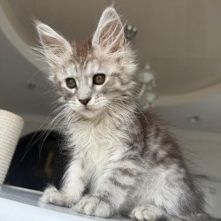 Maine Coon EZ Diodora