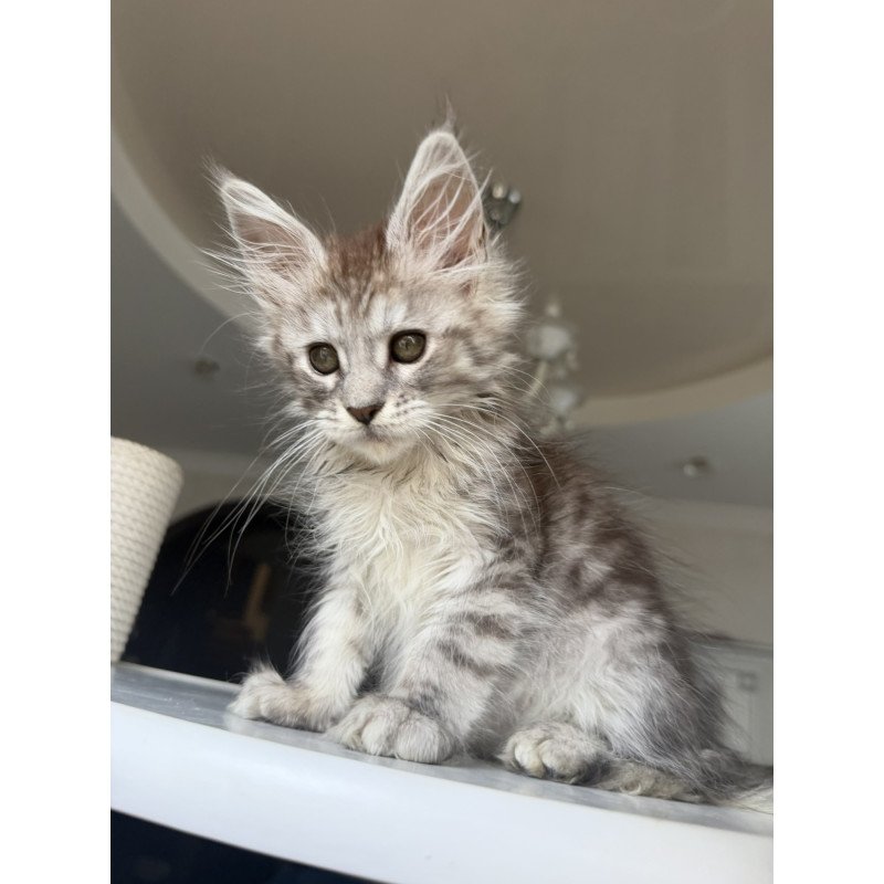 Maine Coon EZ Diodora