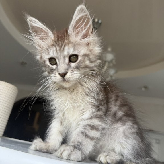 Maine Coon EZ Diodora