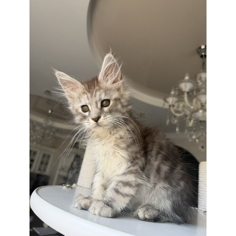 Maine Coon EZ Diodora