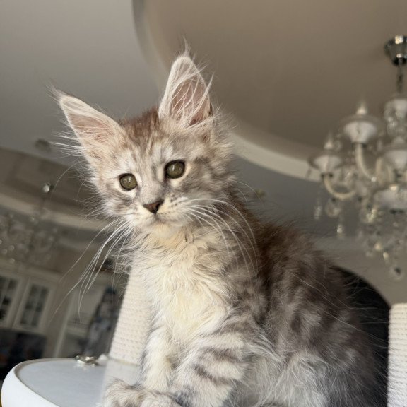 Maine Coon EZ Diodora