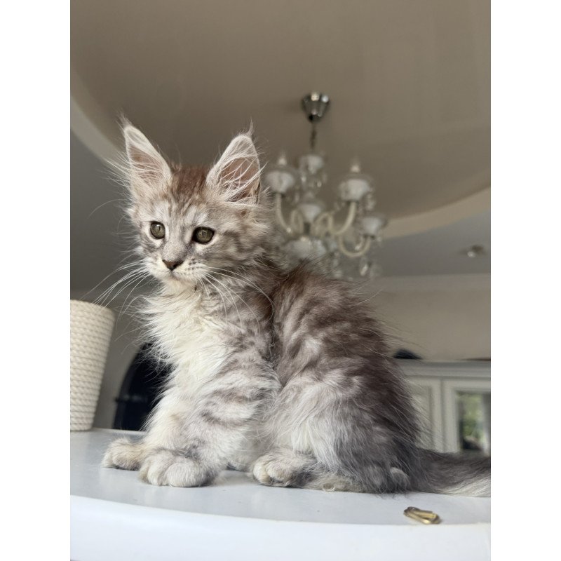 Maine Coon EZ Diodora