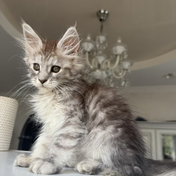 Maine Coon EZ Diodora
