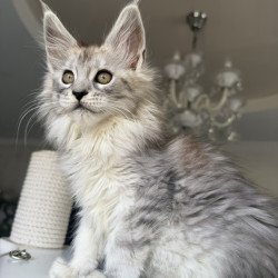Maine Coon EZ Daruna