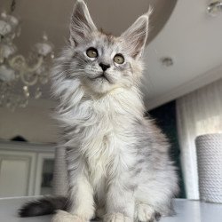 Maine Coon EZ Daruna