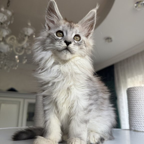 Maine Coon EZ Daruna