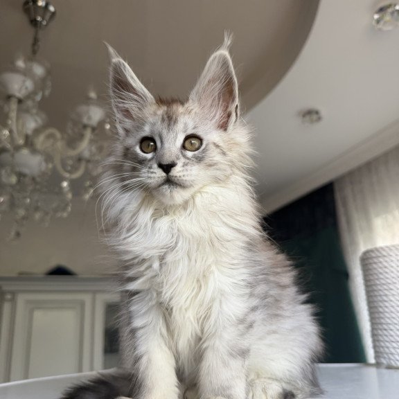 Maine Coon EZ Daruna