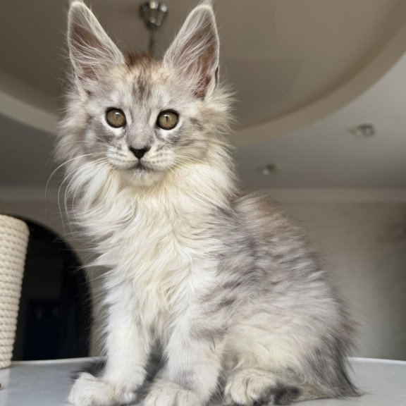 Maine Coon EZ Daruna