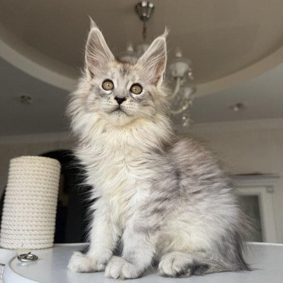 Maine Coon EZ Daruna