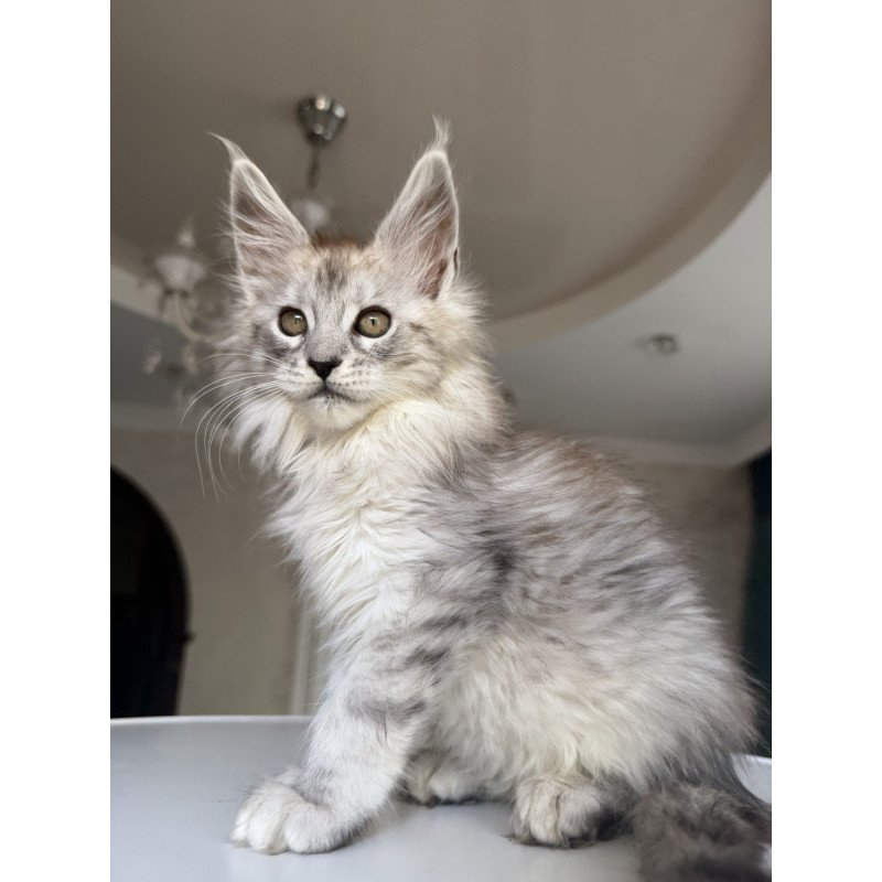 Maine Coon EZ Daruna