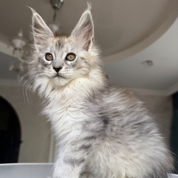 Maine Coon EZ Daruna
