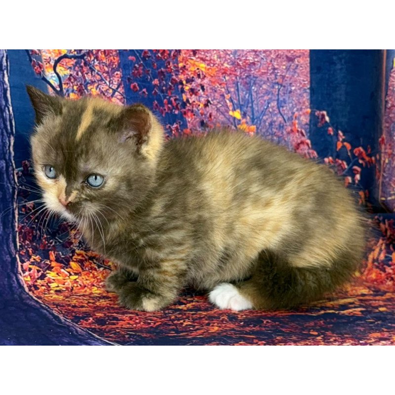 Munchkin EZ Jane