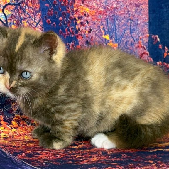 Munchkin EZ Jane