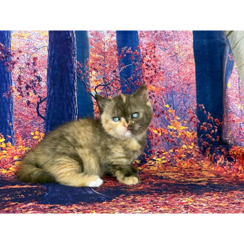 Munchkin EZ Jane