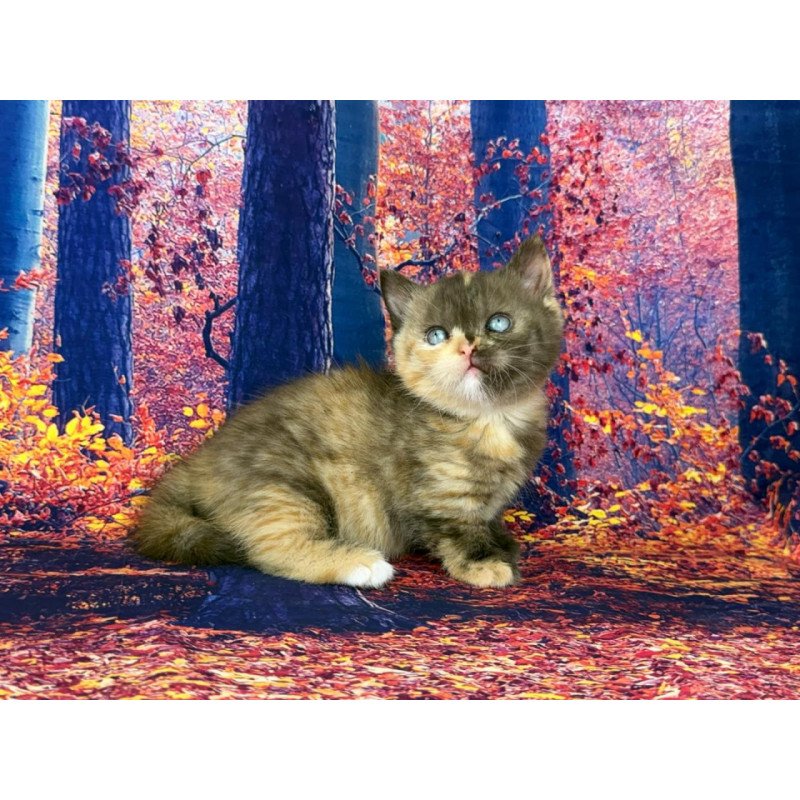 Munchkin EZ Jane