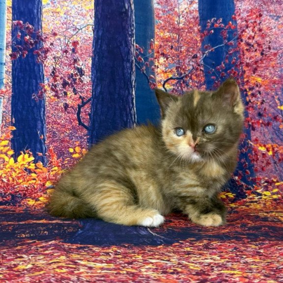 Munchkin EZ Jane