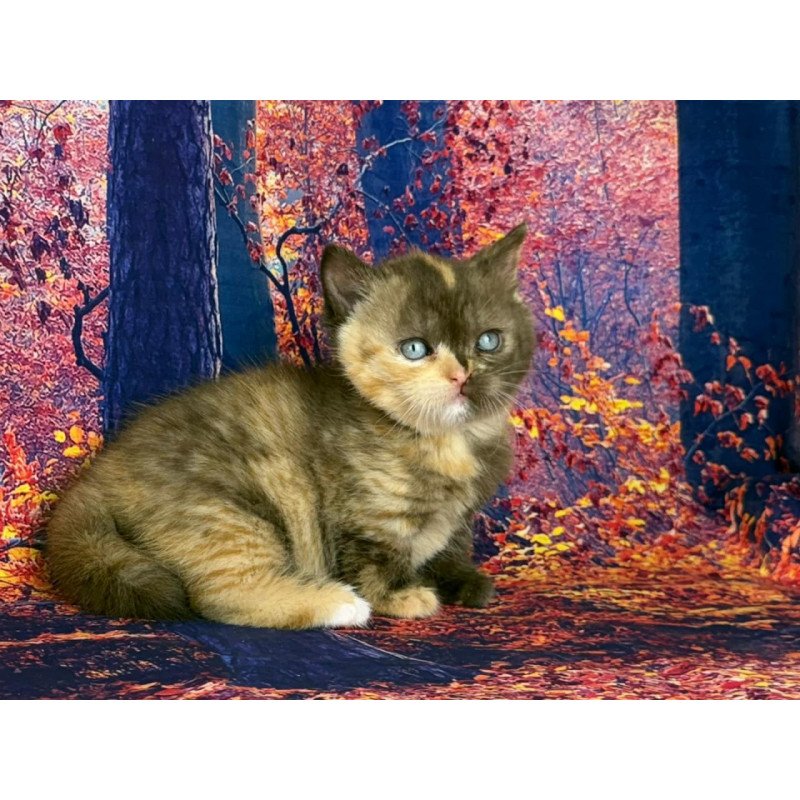 Munchkin EZ Jane