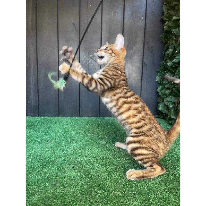 Toyger EZ Wulfric