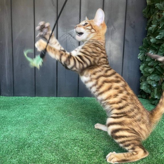 Toyger EZ Wulfric