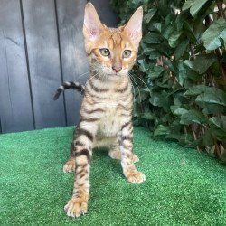 Toyger EZ Wulfric