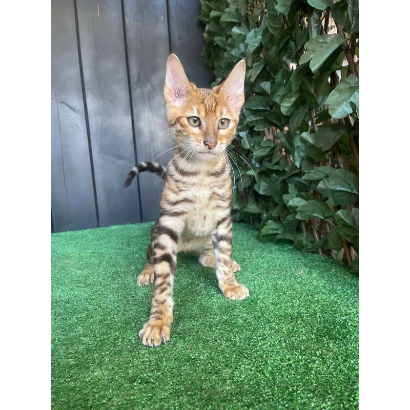 Toyger EZ Wulfric