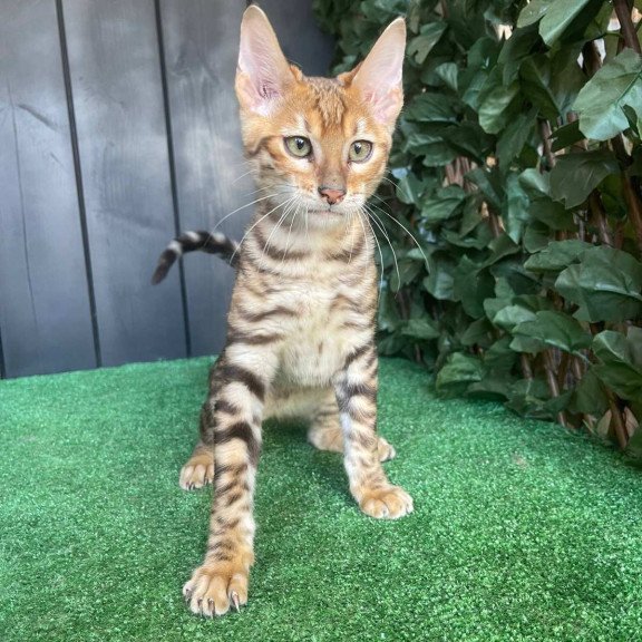 Toyger EZ Wulfric