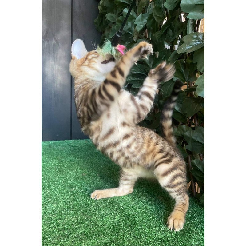 Toyger EZ Wulfric