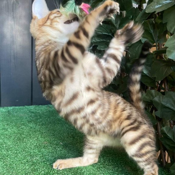 Toyger EZ Wulfric
