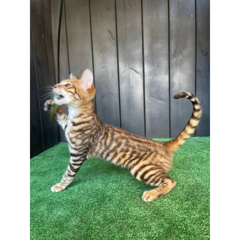 Toyger EZ Wulfric