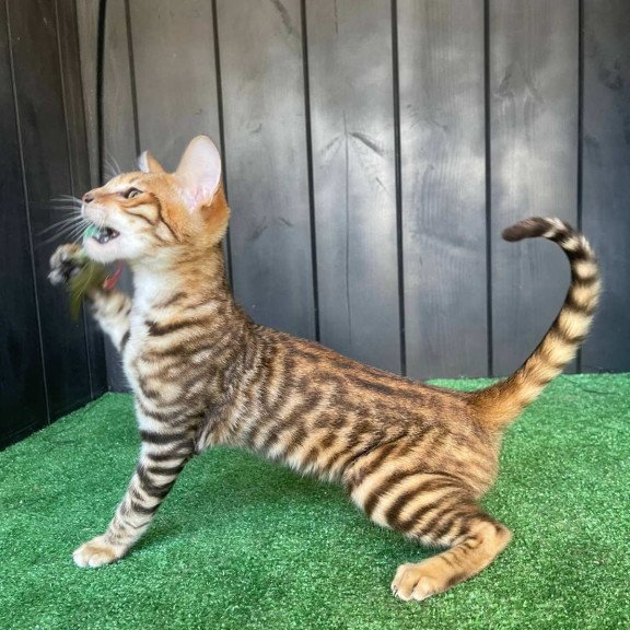 Toyger EZ Wulfric