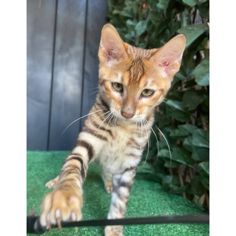 Toyger EZ Wulfric