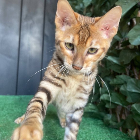 Toyger EZ Wulfric
