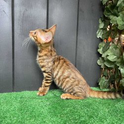 Toyger EZ Yun