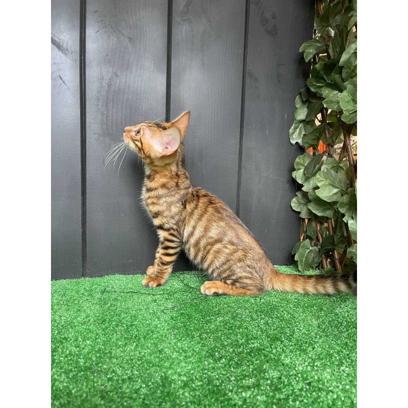 Toyger EZ Yun