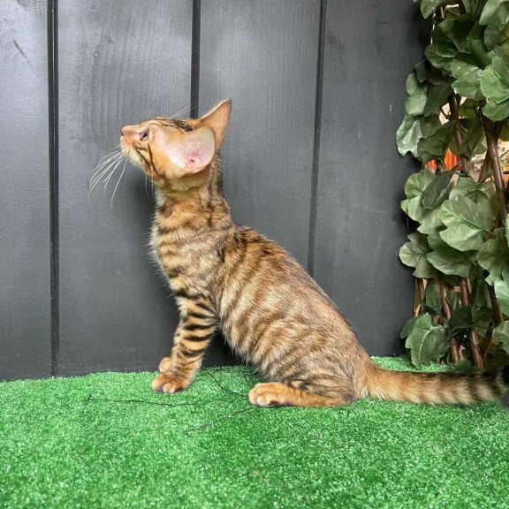 Toyger EZ Yun