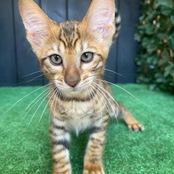 Toyger EZ Yun