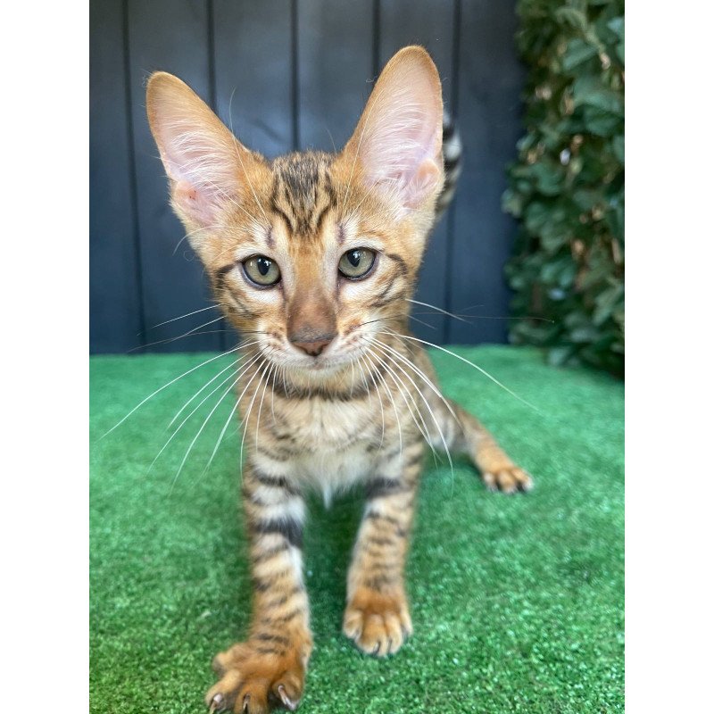 Toyger EZ Yun