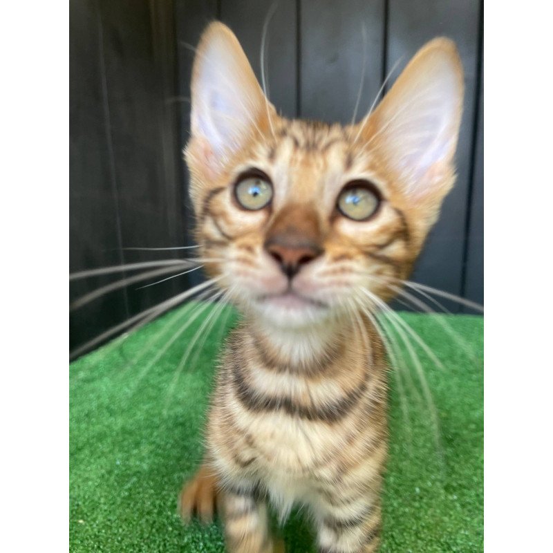 Toyger EZ Yun